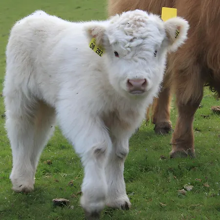 Penzion Cafe Pfaus Heidburg Mühlenbach