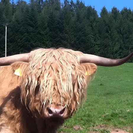 Café Pfaus Heidburg 3* Mühlenbach